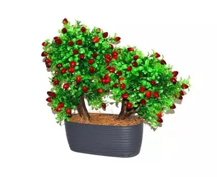 Бонсай Ягри