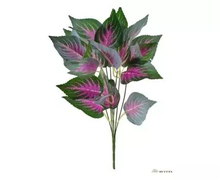 Букет Колеус Рэнди bordо