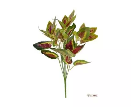 Букет Колеус Рэнди brown