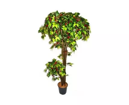 Черешня Долорэсса