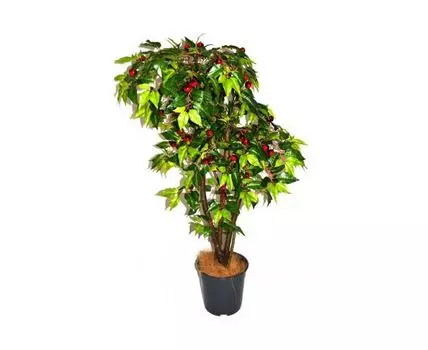 Черешня Эрма