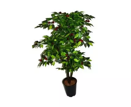 Черешня Крымская