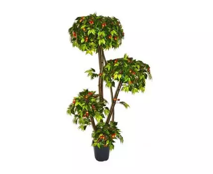 Черешня Лериза