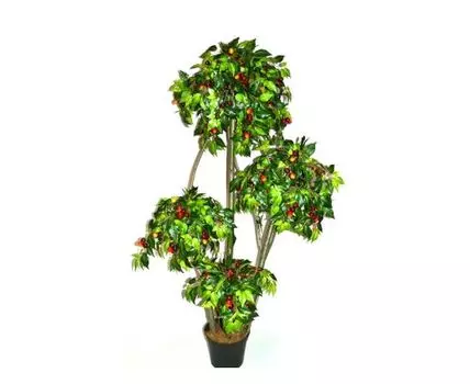 Черешня Соффи