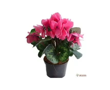 Цикламен Идас розовый