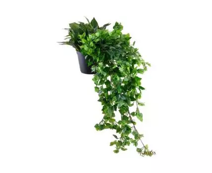 Цв. композиция Деймон