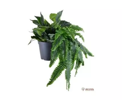 Цв. композиция Фабиан