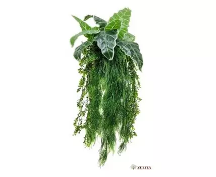 Цв.композиция Эмми