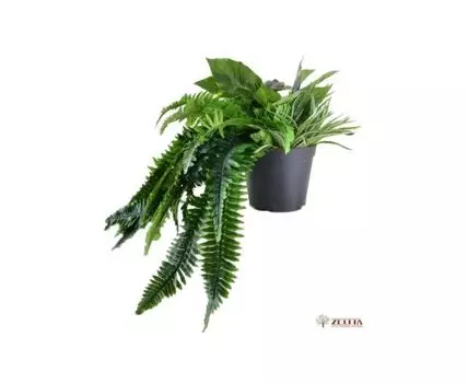 Цв. композиция Моррис