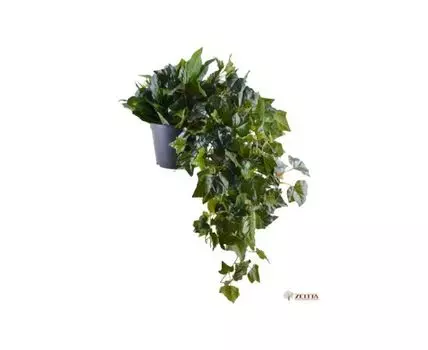 Цв. композиция Тайрон