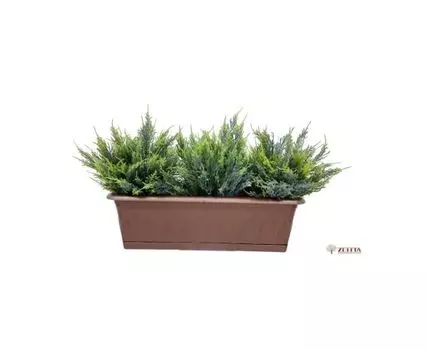 Цветочная композиция Берлитта