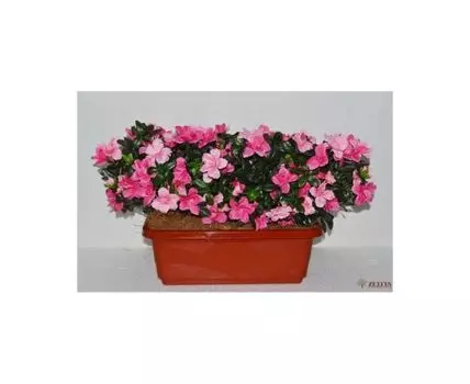 Цветочная композиция Дениза