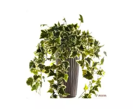 Цветочная композиция Диаделла