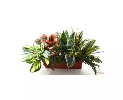 Цветочная композиция ДиЛайт