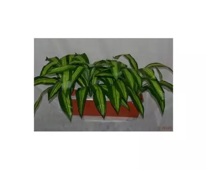 Цветочная композиция Драцена