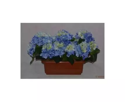 Цветочная композиция Гортензия