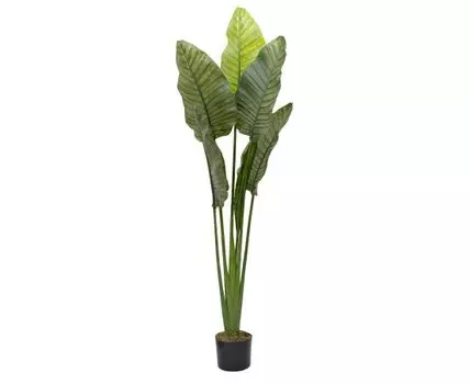 Дерево путешественников в горшке Garda Decor