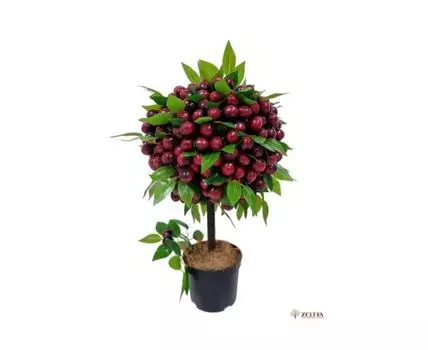 Дерево счастья Фруктыш