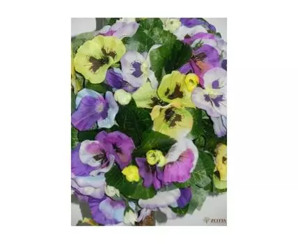 Дерево счастья Миккели