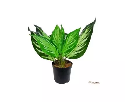 Диффенбахия Лэкси зеленая