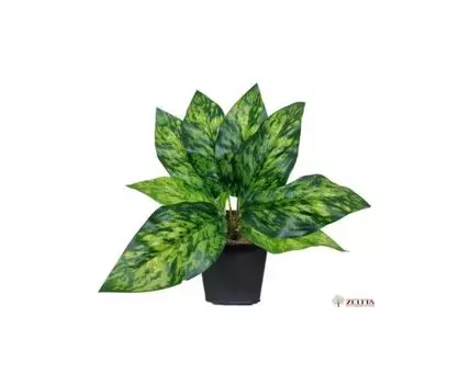 Диффенбахия Симба