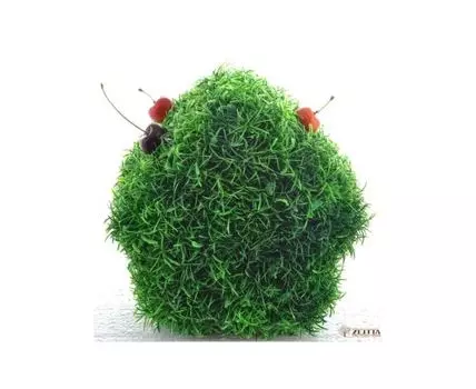 Домик с фруктами