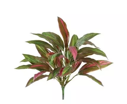 Драцена бордово