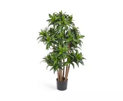 Драцена Компакта