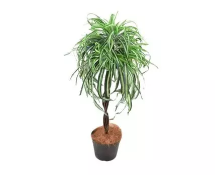 Драцена Лаурель