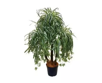 Драцена Лолли