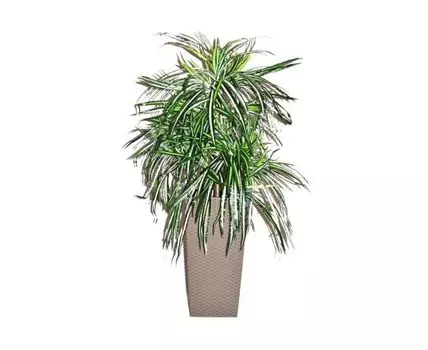 Драцена Лолли