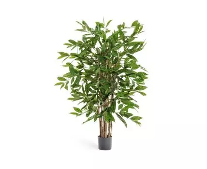 Драцена Саркула Спотти 150 см 2/2