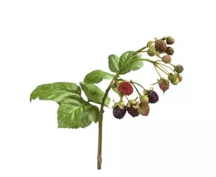 Ежевика Ветка с ягодами