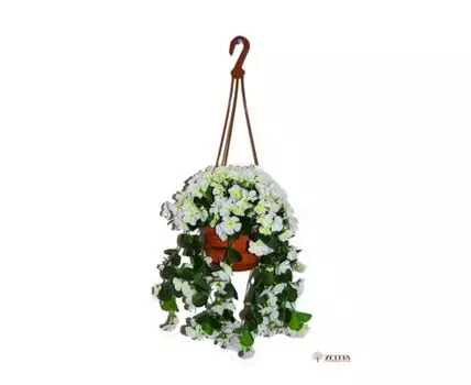 Фиалка Эльга белая