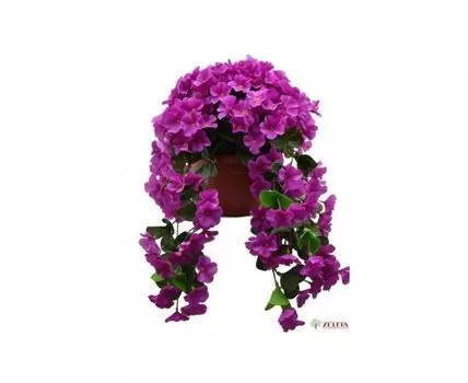 Фиалка Эльга фиолет