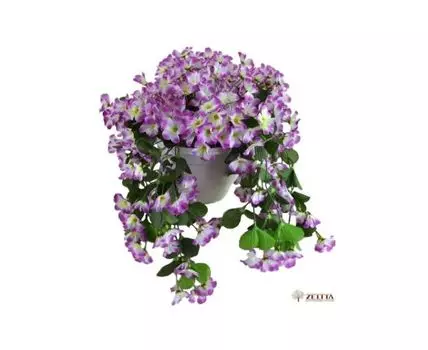 Фиалка Эльга пестрая