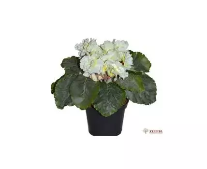 Фиалка Кейси белая