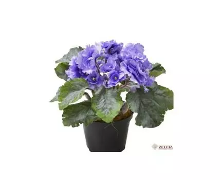 Фиалка Кейси голубая