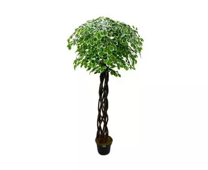 Фикус Балто