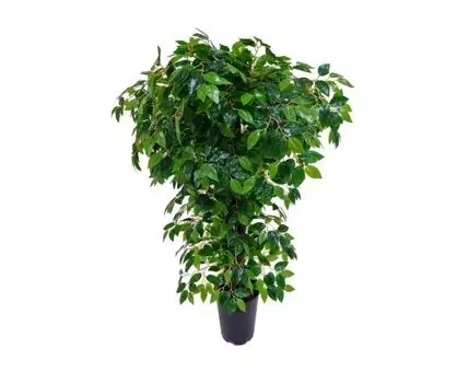 Фикус Барди