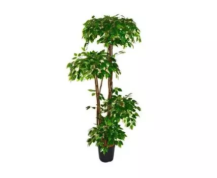 Фикус Бастер