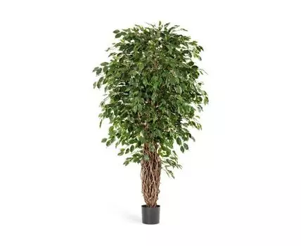 Фикус Бенджамина Лиана Де Люкс 120 см 2/2