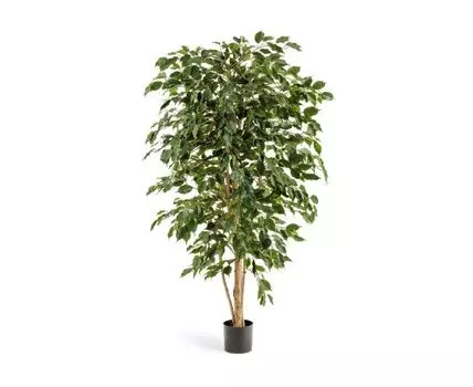 Фикус Бенджамина Нитида 210 см 2/2