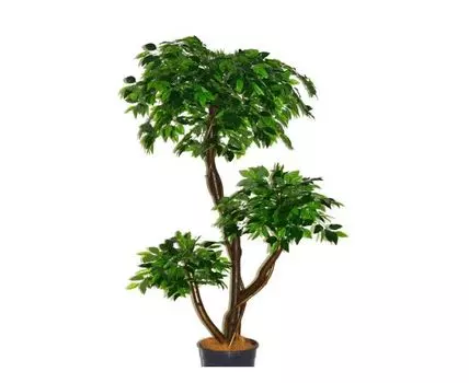 Фикус Дипси