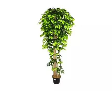 Фикус Джиджи