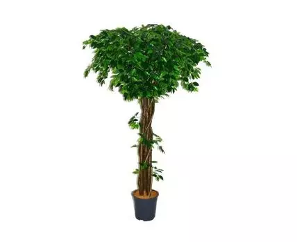 Фикус Фелисан