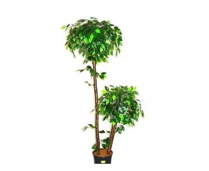 Фикус Феникс