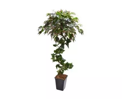 Фикус Гарри