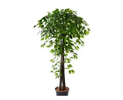 Фикус Гарсон