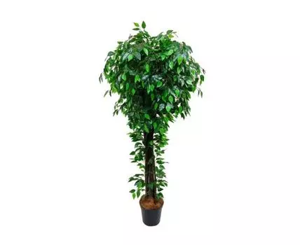 Фикус Грэгори